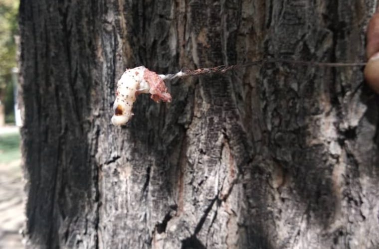 اجرای عملیات مبارزه مکانیکی با آفات در عرصه‌های فضای سبز شهر اصفهان