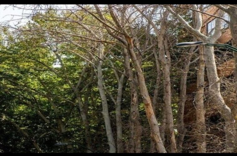 با پیمانکار آبیاری درختان پل غدیر برخورد قانونی صورت گرفت با پیمانکار آبیاری درختان پل غدیر برخورد قانونی صورت گرفت