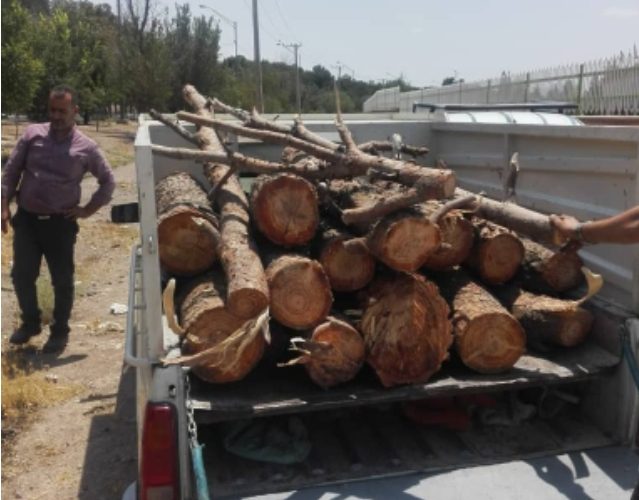 دستگیری سارق ۵ اصله درخت کاج در اصفهان