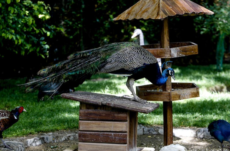 بهای بلیت ورودی مراکز تفریحی گردشگری ناژوان برای ایام نوروز و سال ۱۴۰۲ تصویب و ابلاغ شده و از تاریخ ۲۵ اسفند ماه اجرایی می‌شود