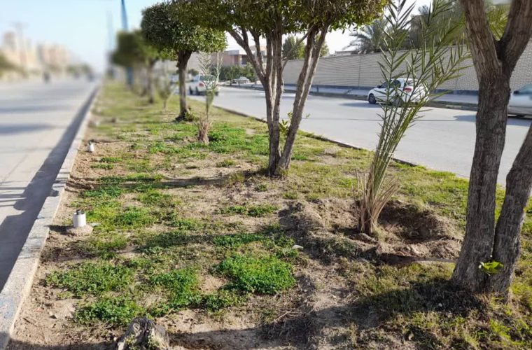 هفتاد پاجوش نخل ثمرده توسط شهرداری خرمشهر در بلوار عشایر کاشته شد