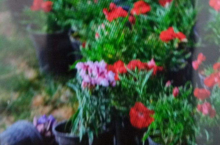 هزینه بیش از ۲ میلیارد تومانی منطقه ۵ برای گل‌کاری ایام نوروز