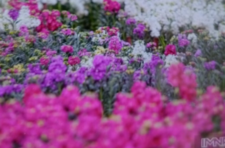 کاشت ۳۰ هزار گل شببو در منطقه ۹ کاشت ۳۰ هزار گل شببو در منطقه ۹