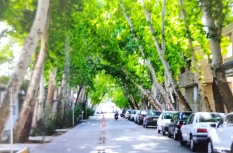 کنترل خزان زودرس درختان چنار اصفهان با محلولپاشی کنترل خزان زودرس درختان چنار اصفهان با محلولپاشی