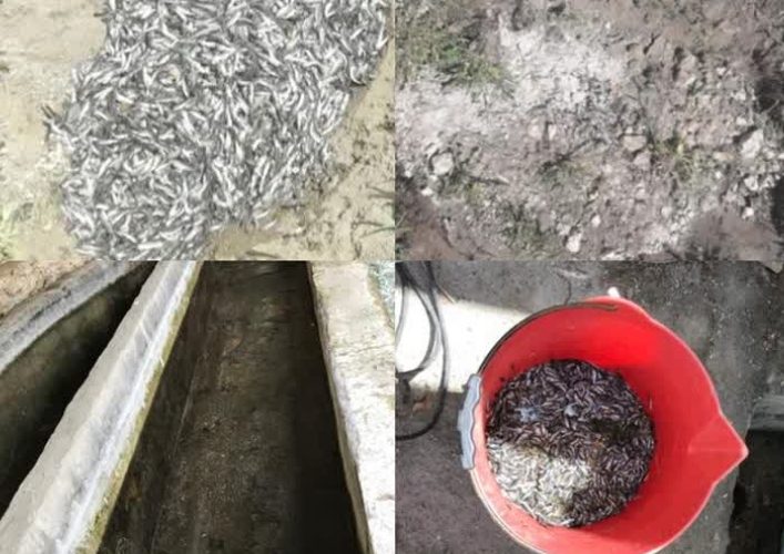 هدف صیانت ازامنیت غذایی جامعه؛شناسایی،حذف ومعدوم سازی کانون آلوده به بیماری ویروسی IHN درشهرستان خوانسار هدف صیانت ازامنیت غذایی جامعه؛شناسایی،حذف ومعدوم سازی کانون آلوده به بیماری ویروسی IHN درشهرستان خوانسار