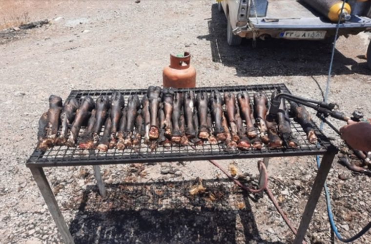 کشف و ضبط ۲۰۰ کیلوگرم آلایش دامی غیر بهداشتی از یک واحد غیر مجاز در شهرستان نجف آباد کشف و ضبط ۲۰۰ کیلوگرم آلایش دامی غیر بهداشتی از یک واحد غیر مجاز در شهرستان نجف آباد