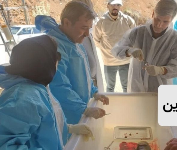 آغاز فاز دوم برنامه ملی پایش و مراقبت بیماری های ویروسی ماهیان قزل آلای کشوربا نمونه گیری از یک مرکز تکثیر و پرورش قزل آلای در شهرستان فریدونشهر آغاز فاز دوم برنامه ملی پایش و مراقبت بیماری های ویروسی ماهیان قزل آلای کشوربا نمونه گیری از یک مرکز تکثیر و پرورش قزل آلای در شهرستان فریدونشهر