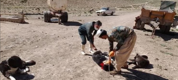 واکسیناسیون ۱۴۸۵قلاده سگ گله ونگهبان علیه بیماری هاری توسط دامپزشکی شهرستان فریدن درسال۱۴۰۱