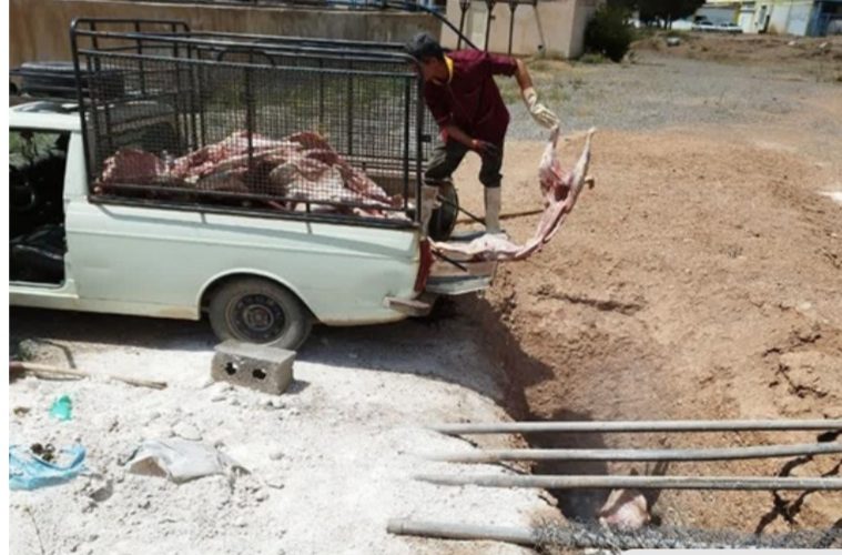 توقیف ومعدوم سازی ۲۳ لاشه گوسفند درکشتارگاه دام شهرستان مبارکه به دلیل مسمومیت