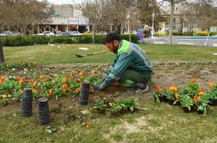 کاشت ۵۰ هزار گلدان گل در فضای سبز منطقه ۱۱ کاشت ۵۰ هزار گلدان گل در فضای سبز منطقه ۱۱