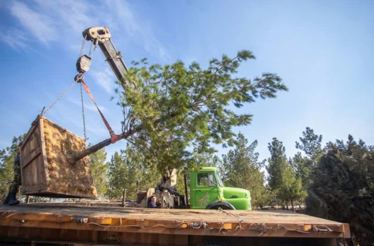 جابهجایی درختان معارض با پروژه تعریض بزرگراه شهید خرازی جابهجایی درختان معارض با پروژه تعریض بزرگراه شهید خرازی