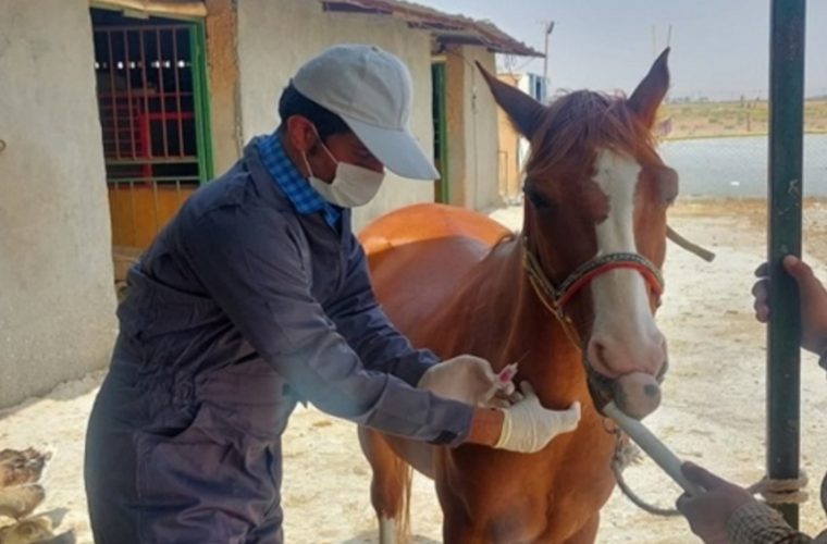 اجرای برنامه رصد و پایش بیماری مشمشه توسط شبکه دامپزشکی شهرستان شاهین شهر و میمه