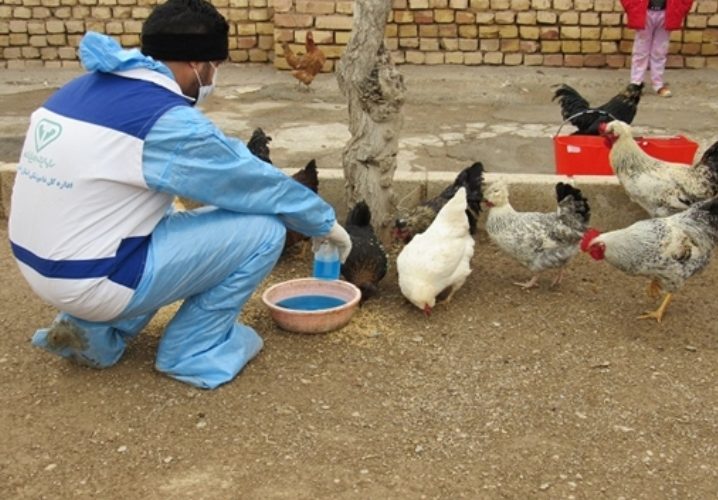پایان مرحله اول طرح واکسیناسیون رایگان طیور بومی علیه بیماری نیوکاسل در شهرستان شاهین شهر و میمه