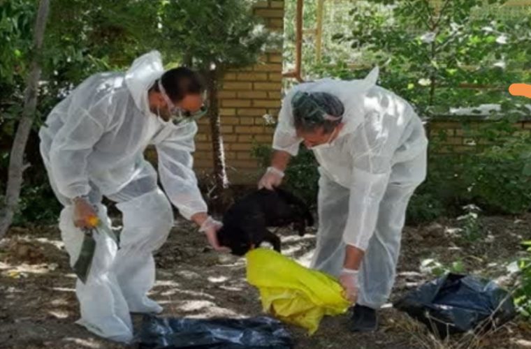 واکسیناسیون ۱۹۳ قلاده سگ صاحبدار و گله توسط شبکه دامپزشکی شهرستان خوانسار