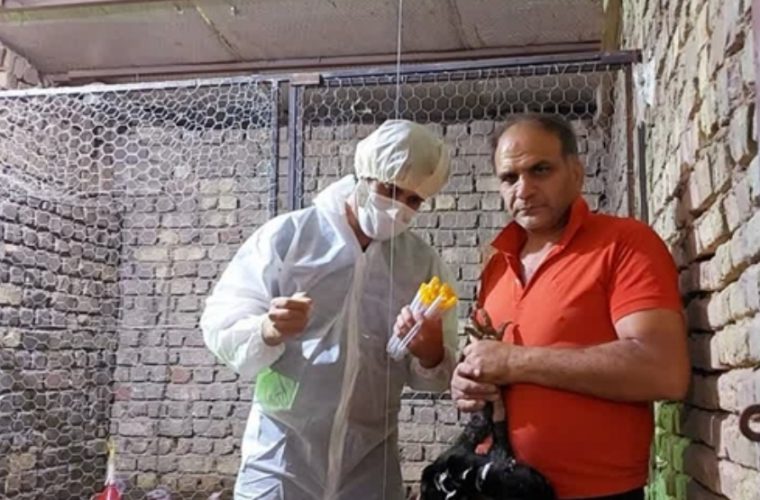 طرح نمونه گیری از طیور بومی جهت ردیابی مولکولی آنفلوانزای فوق حاد پرندگان در شهرستان آران وبیدگل