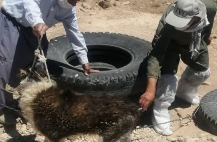 واکسیناسیون ۲ هزار ۴۵۱ قلاده سگ صاحبدار علیه بیماری هاری در شهرستان شاهین شهر و میمه