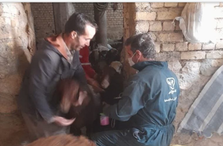 واکسیناسیون بیش از ۸ هزار و ۴۷۷ راس دام سبک علیه بیماری تب مالت در شهرستان فریدن