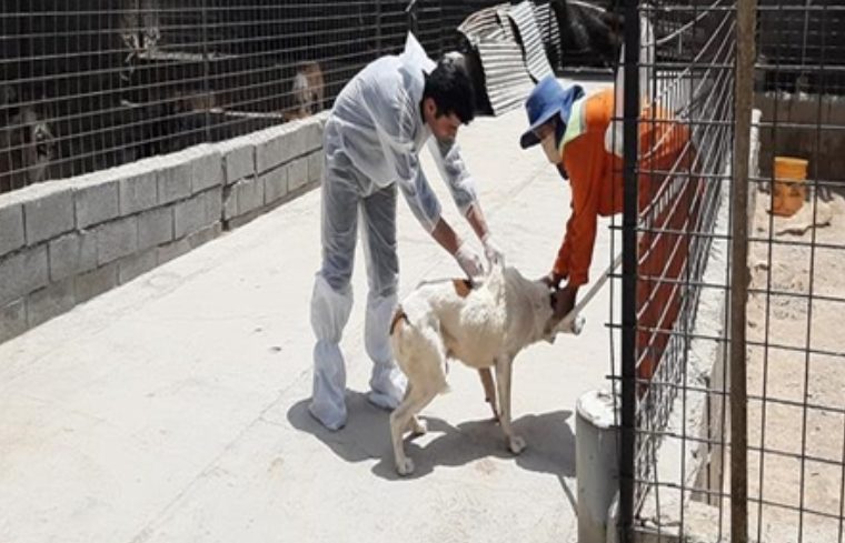 واکسیناسیون ۳۰ قلاده سگ پناهگاه نگهداری سگ های بلاصاحب علیه بیماری هاری در شهرستان مبارکه