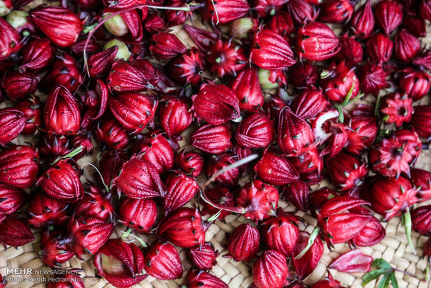 پیش بینی تولید ۸۰ تن چای ترش در خوزستان پیش بینی تولید ۸۰ تن چای ترش در خوزستان