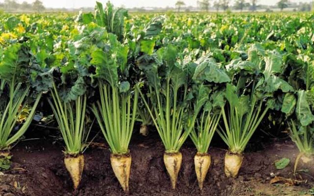 ۱۷ هزار و ۸۰۰ هکتار از اراضی خوزستان به زیر کشت چغندرقند پاییزه میرود ۱۷ هزار و ۸۰۰ هکتار از اراضی خوزستان به زیر کشت چغندرقند پاییزه میرود