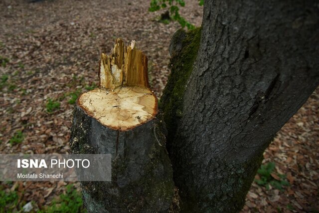 ضرورت حفاظت از درختان کهنسال شهر اهواز/ جلوگیری از سوءاستفاده از هرس درختان ضرورت حفاظت از درختان کهنسال شهر اهواز/ جلوگیری از سوءاستفاده از هرس درختان