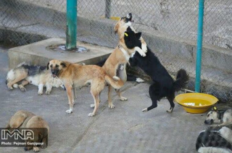 جمع‌آوری ۱۰۲ قلاده سگ بلاصاحب در نیمه نخست امسال