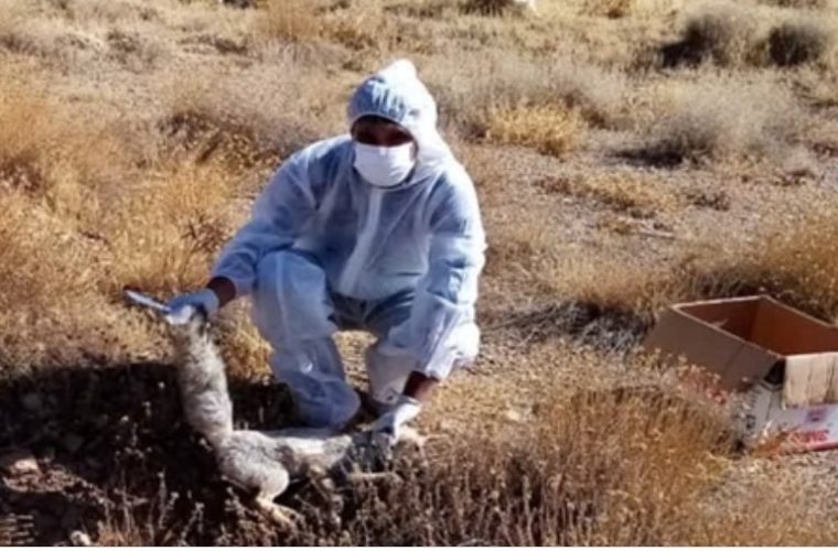 نتیجه آزمایش هاری از نمونه مغز روباه در شهرستان فریدن مثبت اعلام شد