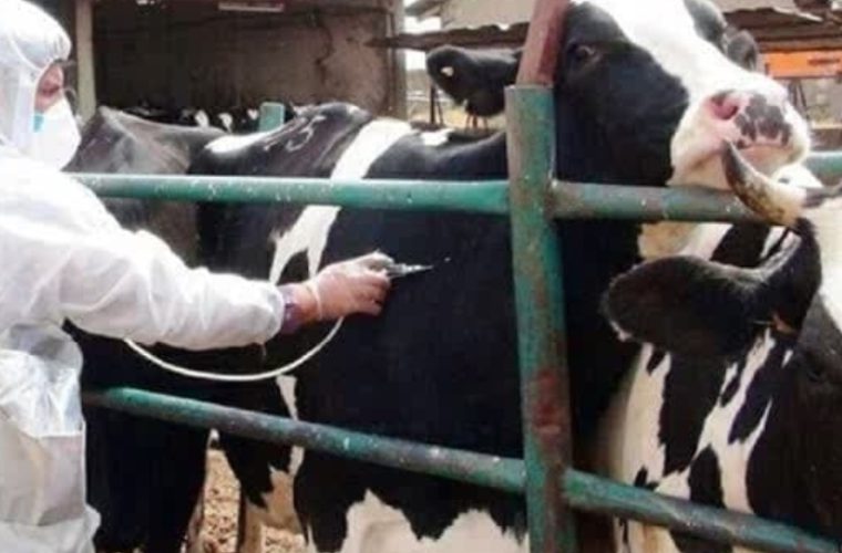 واکسیناسیون رایگان بیش از ۲۲ هزار راس دام سنگین شهرستان فلاورجان علیه بیماری تب برفکی