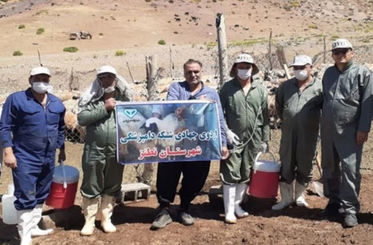 انجام بیش از ۲۰۰ هزار نوبت سر واکسیناسیون در جمعیت دام و طیور بومی شهرستان نطنز انجام بیش از ۲۰۰ هزار نوبت سر واکسیناسیون در جمعیت دام و طیور بومی شهرستان نطنز