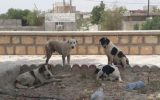 درخواست شهروندان اصفهانی از ۱۳۷ برای جمع‌آوری سگ‌های بلاصاحب