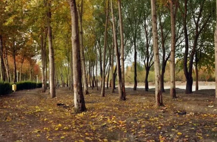 شناسایی و هدایت کارتن‌خواب‌های ناژوان