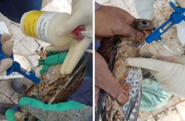 انجام واکسیناسیون دوره ای پرندگان باغ پرندگان اصفهان بر علیه ویروس آنفلوانزای فوق حاد طیور