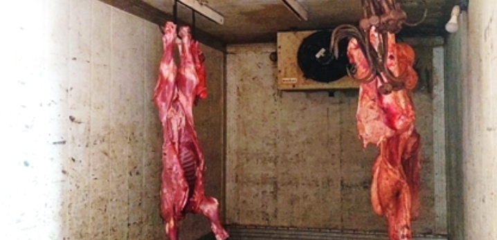 کشف و پلمب محل کشتار غیر مجاز دام در یک دامداری در شهرستان اصفهان کشف و پلمب محل کشتار غیر مجاز دام در یک دامداری در شهرستان اصفهان