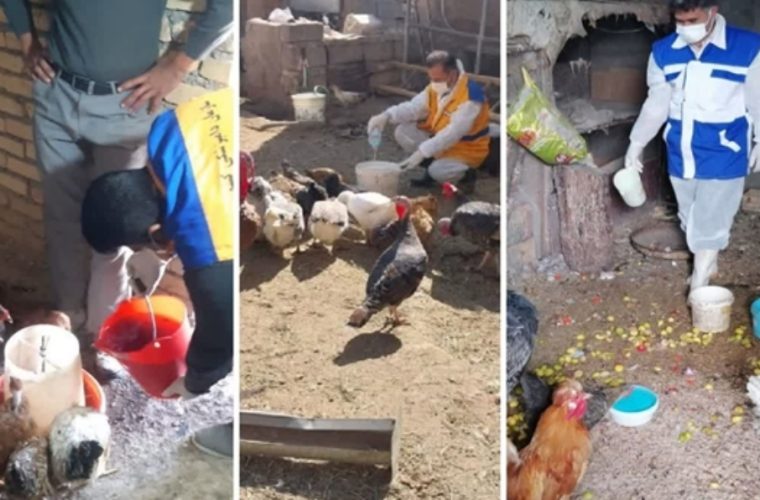 اجرای نهمین مرحله واکسیناسیون رایگان طیور بومی و خانگی در شهرستان نجف آباد اجرای نهمین مرحله واکسیناسیون رایگان طیور بومی و خانگی در شهرستان نجف آباد