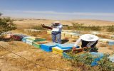بررسی مدیریت بهداشتی و پایش بیماری ها در زنبورستان های استان اصفهان