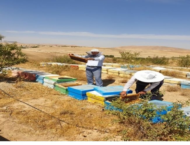 بررسی مدیریت بهداشتی و پایش بیماری ها در زنبورستان های استان اصفهان