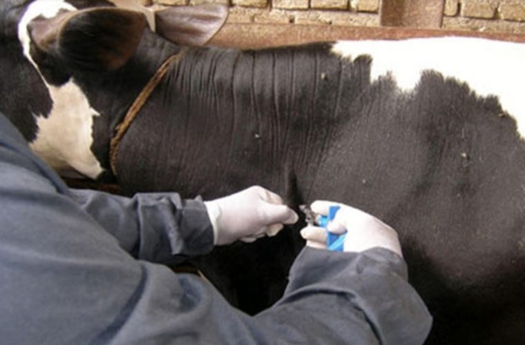 واکسیناسیون رایگان یک میلیون و ۹۵۰ هزار رأس گاو و گوسفند علیه بیماری تب برفکی در استان اصفهان واکسیناسیون رایگان یک میلیون و ۹۵۰ هزار رأس گاو و گوسفند علیه بیماری تب برفکی در استان اصفهان