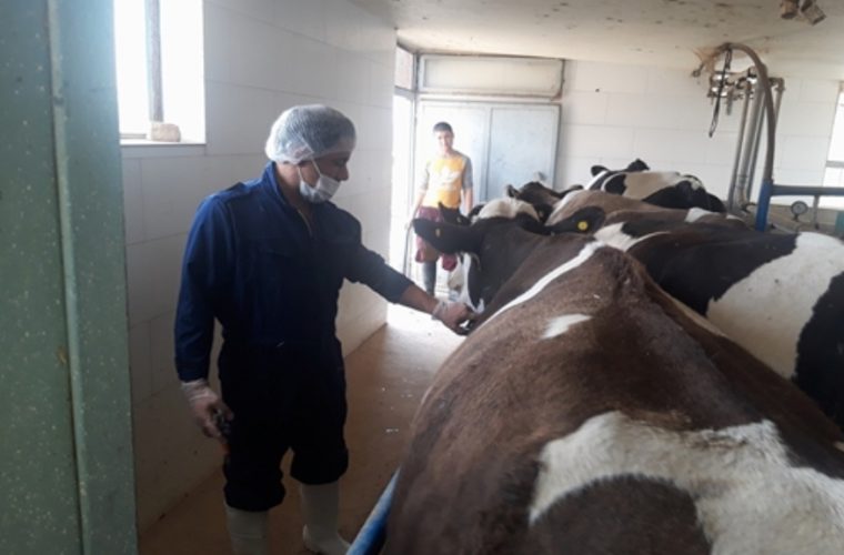 شناسایی و کشتار ۶ راس گاو روستایی مبتلا به بیماری سل در شهرستان مبارکه شناسایی و کشتار ۶ راس گاو روستایی مبتلا به بیماری سل در شهرستان مبارکه