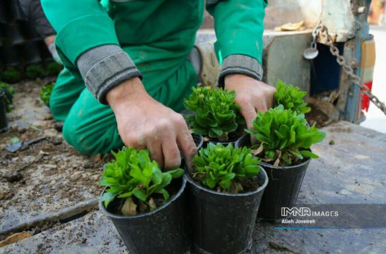 کاشت انواع گیاهان پاییزی در شهر با اعتبار ۱۶۰ میلیارد ریال