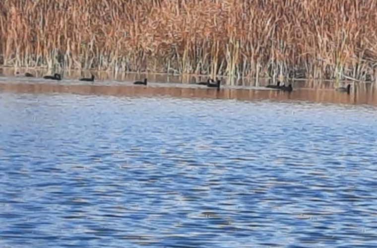 رصد و پایش بیماری آنفلوانزای فوق حاد در جمعیت پرندگان مهاجر شهرستان لنجان رصد و پایش بیماری آنفلوانزای فوق حاد در جمعیت پرندگان مهاجر شهرستان لنجان