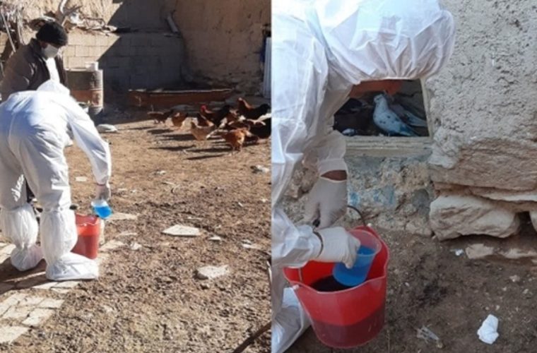 اجرای واکسیناسیون رایگان نیوکاسل طیور روستایی در شهرستان فریدن