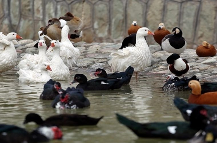 اجرای واکسیناسیون دوره‌ای آنفلوانزای فوق حاد پرندگان در باغ پرندگان قمصر کاشان