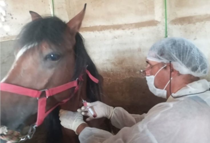 پایش بیماری مشمشه در جمعیت اسب‌های شهرستان کاشان