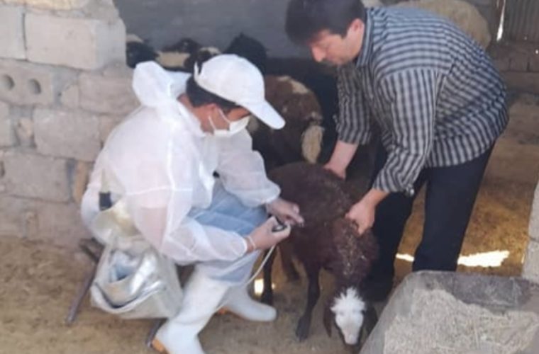 واکسیناسیون ۱۳۰هزار راس دام سبک و سنگین شهرستان نجف آباد علیه بیماری تب برفکی