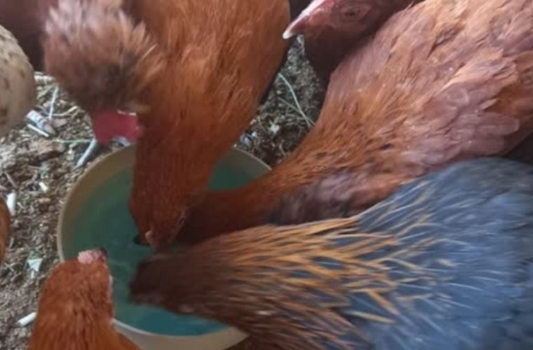 واکسیناسیون رایگان بیش از یکصد و دو هزار قطعه طیور بومی علیه بیماری نیوکاسل در شهرستان اصفهان