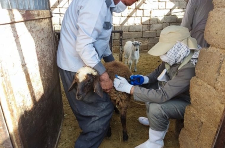 واکسیناسیون بیش از صد هزار راس دام سبک علیه بیماری طاعون نشخوارکنندگان کوچک در شهرستان نجف آباد