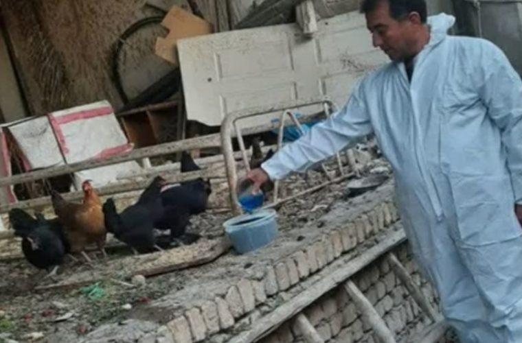 واکسیناسیون رایگان بیش از ۱۸۷ هزار قطعه طیور بومی و خانگی در ۵۰ شهر و روستای شهرستان فلاورجان