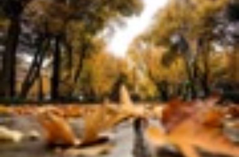 برگ‌های پاییزی درختان چهارباغ خواجو و چهارباغ عباسی جمع آوری نمی شود