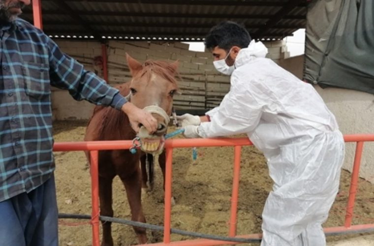 تحقق صد در صدی پیش بینی تست مشمشه در اسب های مورد پرورش در شهرستان نجف آباد