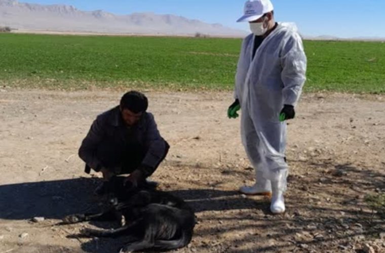 واکسیناسیون بیش از هزار قلاده سگ صاحبدار و گله علیه بیماری هاری در شهرستان چادگان